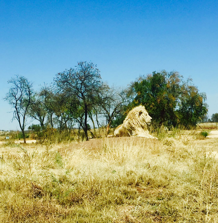 Photo of Lion and Safari park, Johannesburg SA 6/27 by Neha Chauhan