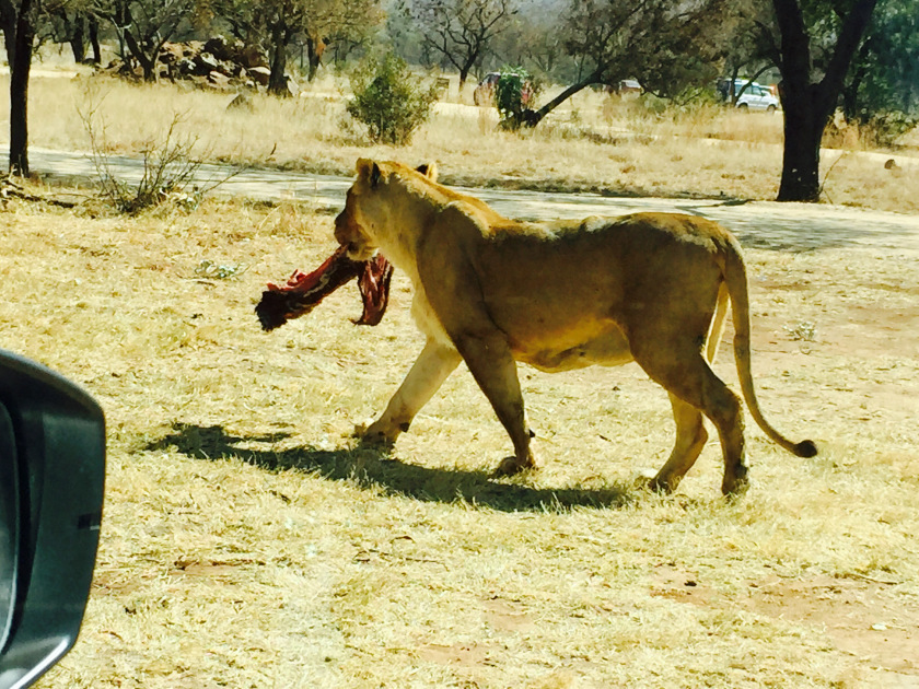 Photo of Lion and Safari park, Johannesburg SA 14/27 by Neha Chauhan