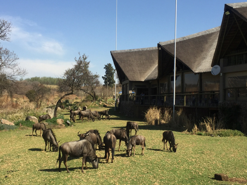 Photo of Lion and Safari park, Johannesburg SA 20/27 by Neha Chauhan