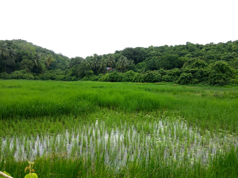 Photo of Malvan : A set beaches, paddy fields and boulevard of happiness 3/4 by Abhishek Kumar