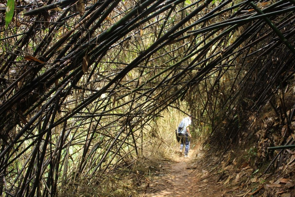 Photo of The Green Carpet that I Treaded on: My Trek to Kudremukha & Bavikonda Peaks 38/46 by Hrishikesh Baruah