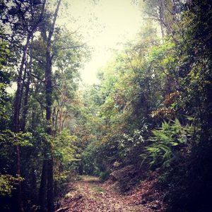 Neora Calling_Unexplored Neora Valley National Park Kalimpong Darjeeling