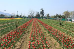 Tulip Garden Srinagar 1/3 by Tripoto