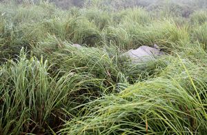 A Trip to Kaziranga National Park and Majuli- the World's biggest River Island