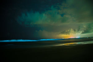 Never Seen Before: Bioluminescense in South Goa!