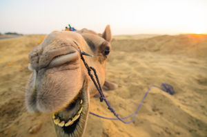 Royal Enfield Tour of Rajasthan - A Synopsis